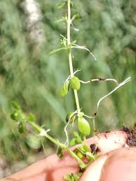 Attēlu rezultāti vaicājumam “Callitriche cophocarpa leaf”