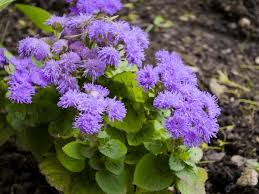 Image result for Ageratum mexicanum