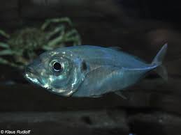 Image result for Trachurus trachurus