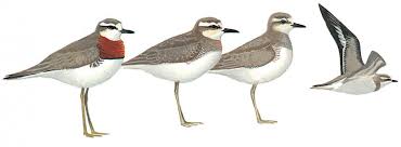 Image result for Charadrius asiaticus