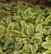 Attēlu rezultāti vaicājumam “Symphytum grandiflorum”