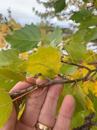 Attēlu rezultāti vaicājumam “Populus x canescens”