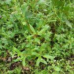 Attēlu rezultāti vaicājumam “Myosotis sparsiflora leaf”
