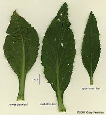 Attēlu rezultāti vaicājumam “Lepidium latifolium”