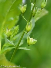 Attēlu rezultāti vaicājumam “Veronica anagallis-aquatica fruit”
