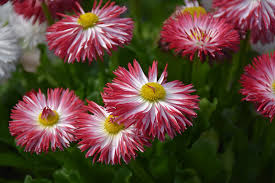 Image result for Bellis perennis