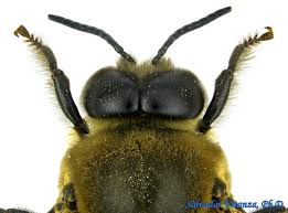 Attēlu rezultāti vaicājumam “Apis mellifera”