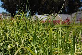 Attēlu rezultāti vaicājumam “Hierochloe odorata flower”