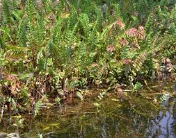 Attēlu rezultāti vaicājumam “Berula erecta”