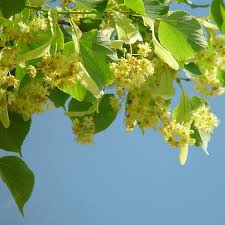 Attēlu rezultāti vaicājumam “Tilia cordata flower”