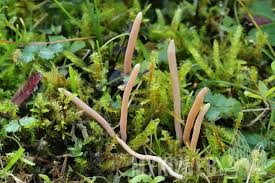 Attēlu rezultāti vaicājumam “Clavaria straminea”