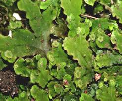 Attēlu rezultāti vaicājumam “Blepharostoma trichophyllum sporophyte”