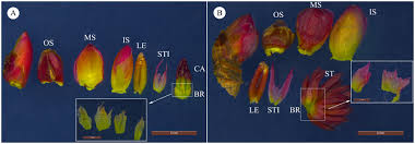 Attēlu rezultāti vaicājumam “Cercidiphyllum japonicum flower”