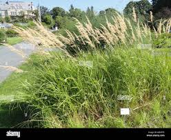 Attēlu rezultāti vaicājumam “Calamagrostis purpurea flower”