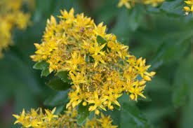 Attēlu rezultāti vaicājumam “Sedum aizoon fruit”