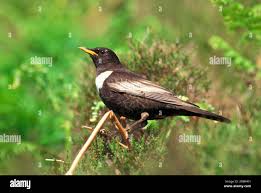 Image result for Turdus torquatus