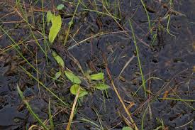 Attēlu rezultāti vaicājumam “Hamatocaulis vernicosus”