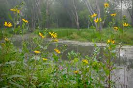 Attēlu rezultāti vaicājumam “Helianthus tuberosus”