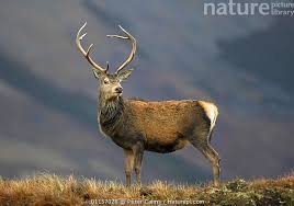 Attēlu rezultāti vaicājumam “Cervus elaphus”