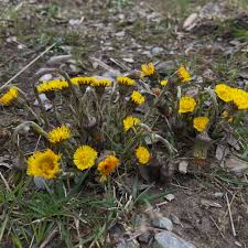 Attēlu rezultāti vaicājumam “Tussilago farfara fruit”