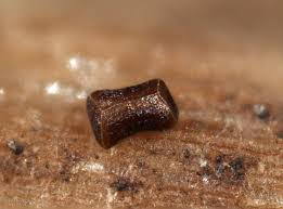 Attēlu rezultāti vaicājumam “Licea pygmaea macro”