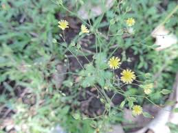 Attēlu rezultāti vaicājumam “Lapsana communis flower”