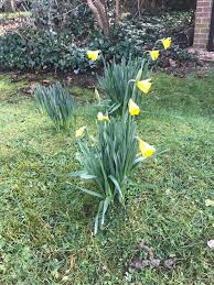 Image result for Abingdon Bowls Club