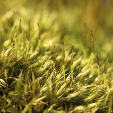 Attēlu rezultāti vaicājumam “Dicranum scoparium”