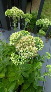 Attēlu rezultāti vaicājumam “Hylotelephium maximum leaf”