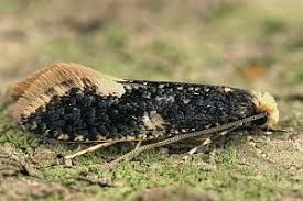 Attēlu rezultāti vaicājumam “Monopis weaverella”