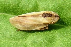 Attēlu rezultāti vaicājumam “Philaenus spumarius”