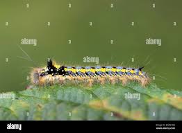 Attēlu rezultāti vaicājumam “Euthrix potatoria larva”
