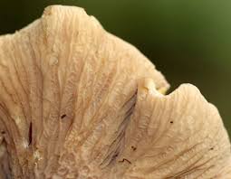 Attēlu rezultāti vaicājumam “Gomphus clavatus”