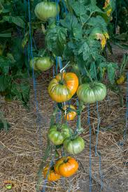 Afbeeldingsresultaat voor amana orange beefsteak tomato