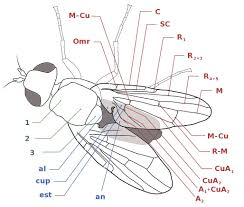 Attēlu rezultāti vaicājumam “Tephritidae”
