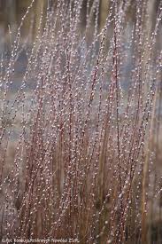 Attēlu rezultāti vaicājumam “Salix repens subsp. rosmarinifolia”