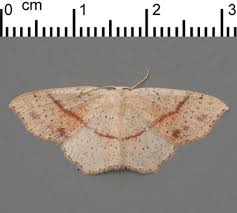 Attēlu rezultāti vaicājumam “Cyclophora punctaria”