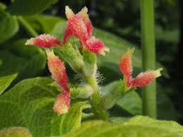 Attēlu rezultāti vaicājumam “Juglans mandshurica female flower”
