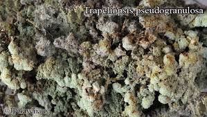 Attēlu rezultāti vaicājumam “Trapeliopsis granulosa”