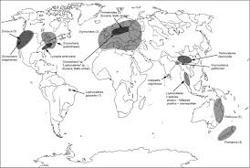 Attēlu rezultāti vaicājumam “Grynocharis oblonga”
