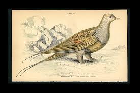 Image result for Syrrhaptes paradoxus