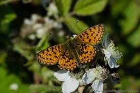 Attēlu rezultāti vaicājumam “Clossiana selene underside”