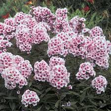 Image result for Phlox paniculata `Bright Eyes`