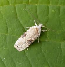 Attēlu rezultāti vaicājumam “Agonopterix alstromeriana”