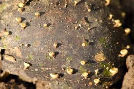 Attēlu rezultāti vaicājumam “Hymenoscyphus fructigenus”