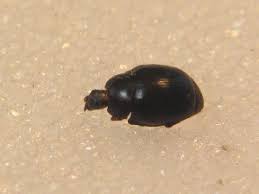 Attēlu rezultāti vaicājumam “Ilybius sp.”