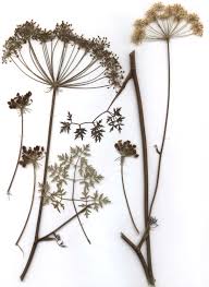 Attēlu rezultāti vaicājumam “Peucedanum oreoselinum”