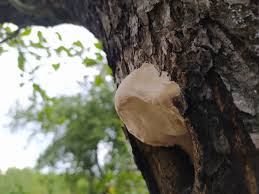 Attēlu rezultāti vaicājumam “Sarcodontia crocea”