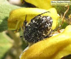 Attēlu rezultāti vaicājumam “Oxythyrea funesta”