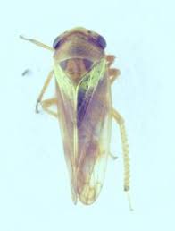 Attēlu rezultāti vaicājumam “Oncopsis sp.”